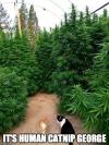 it's human catnip george, marijuana forest, meme