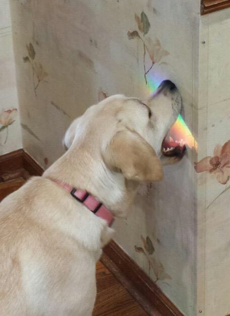 the 38 most awkward dogs of 2015