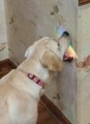 the 38 most awkward dogs of 2015