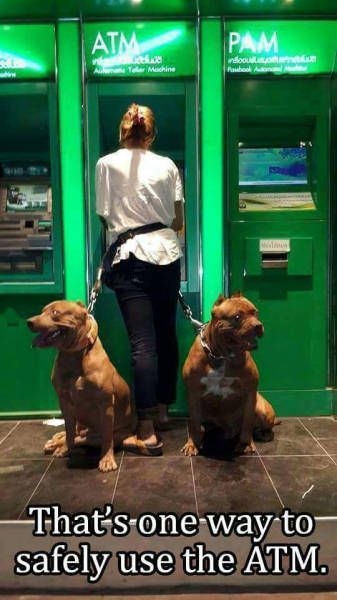 how to ensure protection when taking money out of an atm, pitbulls