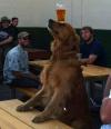 dog balancing beer on head in the cafeteria