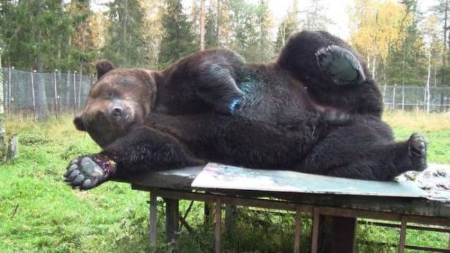 draw me like one of your french bears