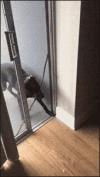 dog can't figure out how to get through door with stick