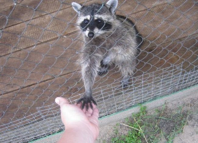 raccoon holding your hand