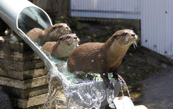 sea otters loves a good water slide