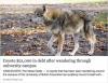 coyote $21000 in debt after wandering through university campus