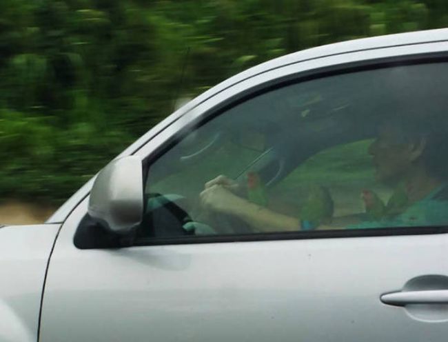 man driving with birds on arms, wtf
