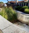 really tall grass grown in empty pool