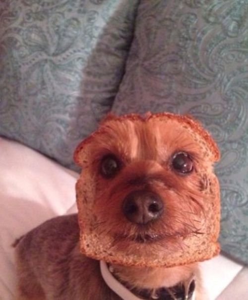 this dog is in bread
