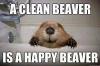 a clean beaver is a happy beaver, meme