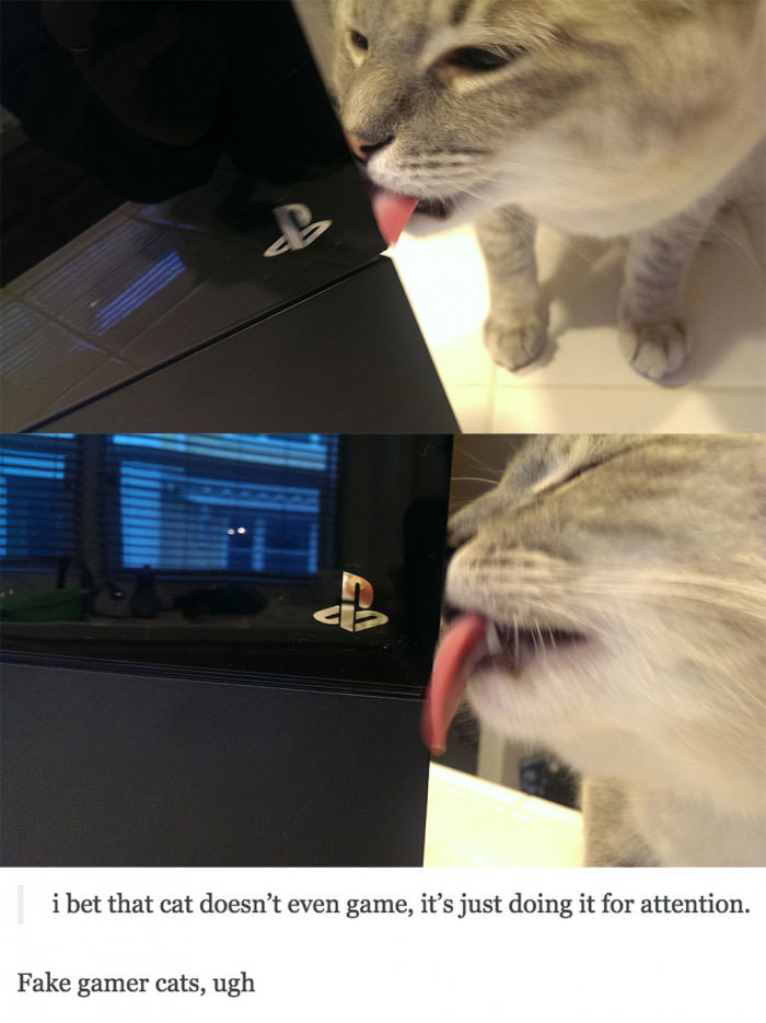 i bet that cat doesn't even game, it's just doing it for attention, fake gamer cats, ugh