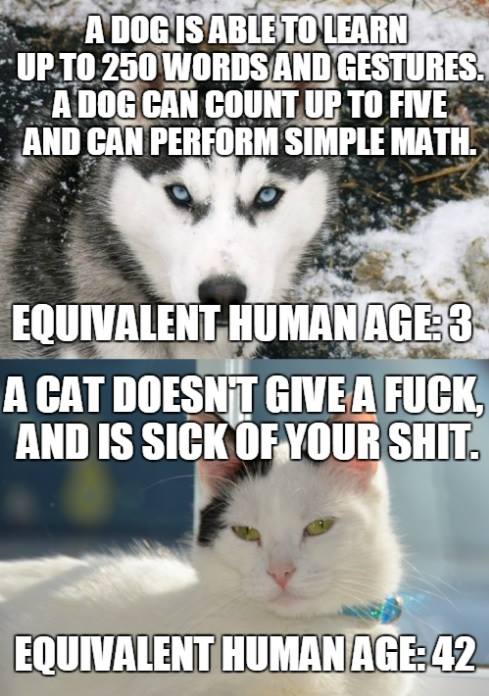 a dog is able to learn up to 250 words and gestures, a dog can count up to five and can perform simple math, equivalent human age 3, a cat doesn't give a fuck and is sick of your shit, equivalent human age 42, meme