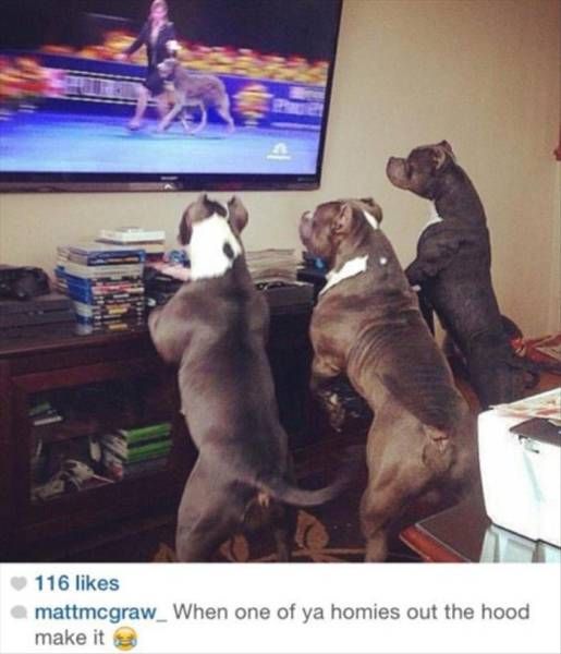 when one of ya homies out the hood make it, dogs looking at dog show on television
