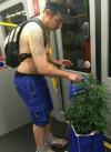 guy on subway taking he's marijuana plants for a walk, wtf
