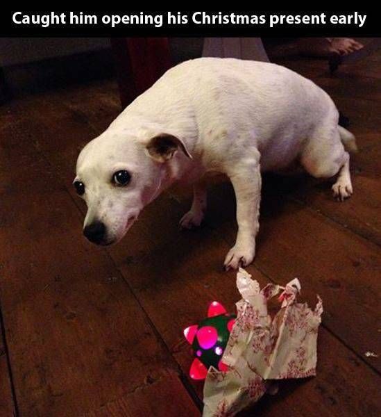 caught him opening his christmas present early, guilty dog
