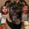 christmas photo photobombed by dog, smirking and crying little girls