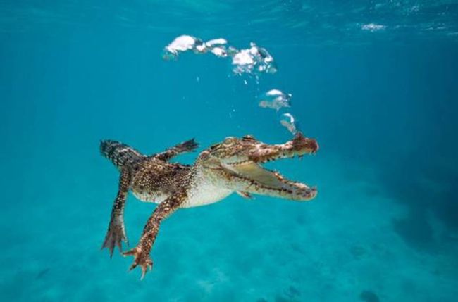 crocodile swimming in clear water