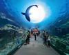 tunnel in acquario with fish swimming in front of the light, beautiful