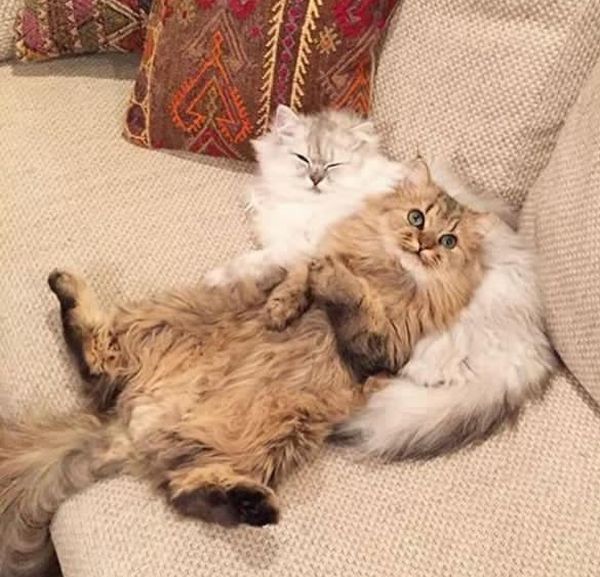cat lounging on another cat