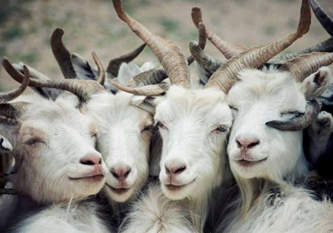 happy goats appreciate togetherness