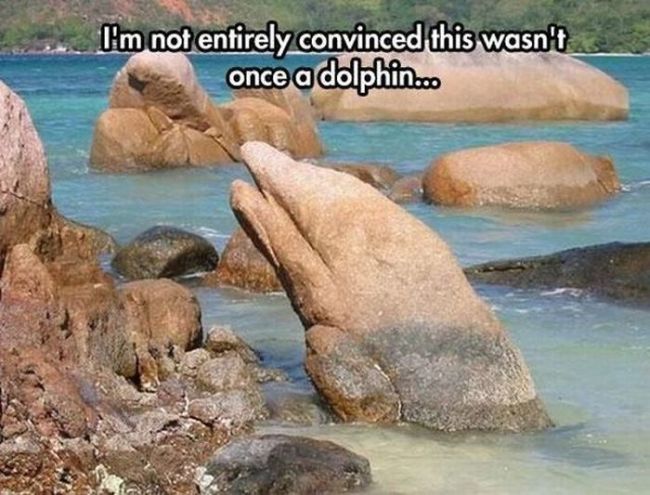 i'm not entirely convinced this wasn't once a dolphin, rock shaped dolphin
