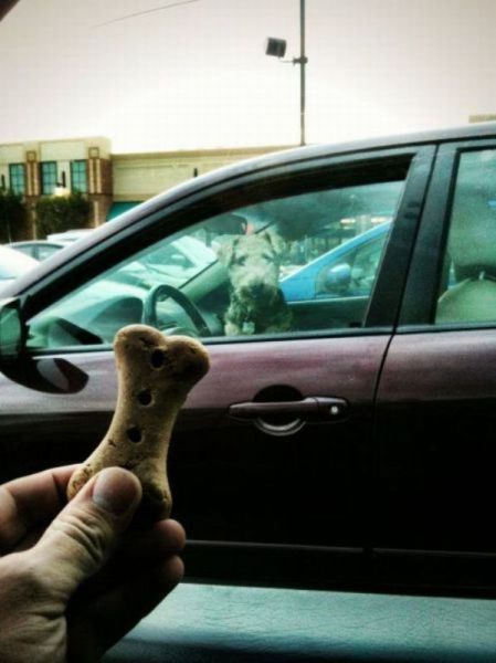 teasing a dog in another car with a dog treat