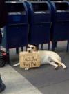 dog with sunglasses holding sign that says, fuck you pay me