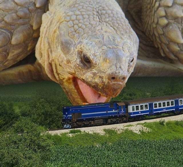 tiny train or giant turtle?