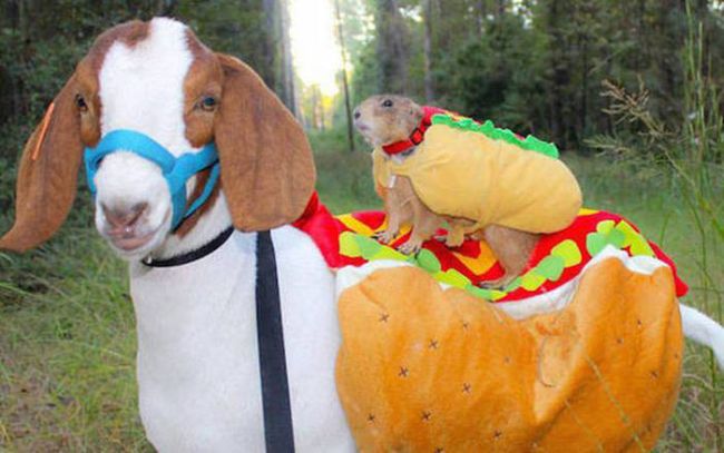 hot dog prairie dog on hot dog goat, wtf