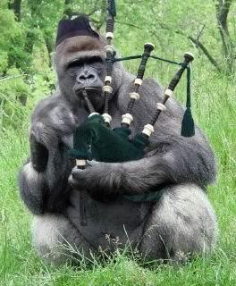 alpha male silverback gorilla playing the bagpipes