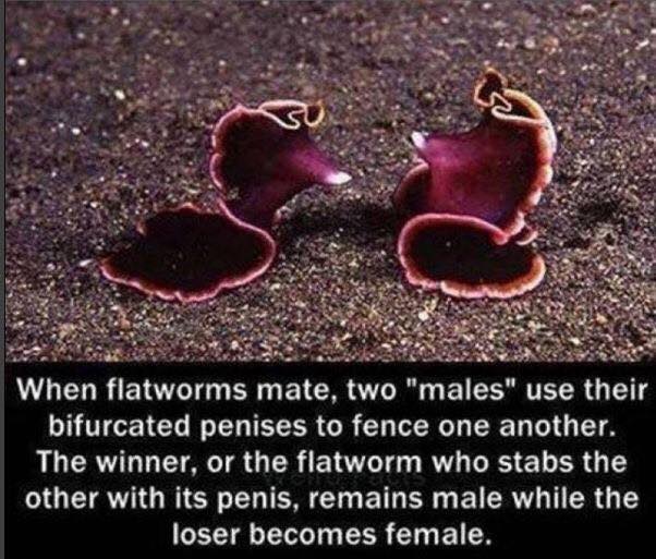 when flatworms mate, two males use their bifurcated penises to fence one another, the winner, or the flatworm who stabs the other with its penis, remains male while the loser becomes female