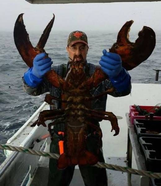 man catches giant lobster