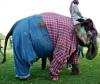 elephant wearing plaid shirt and jeans, wtf