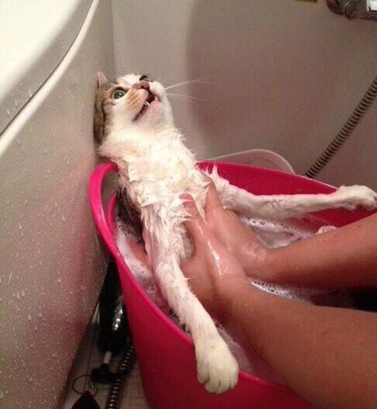 this cat is either loving or hating this bath
