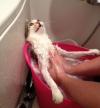 this cat is either loving or hating this bath