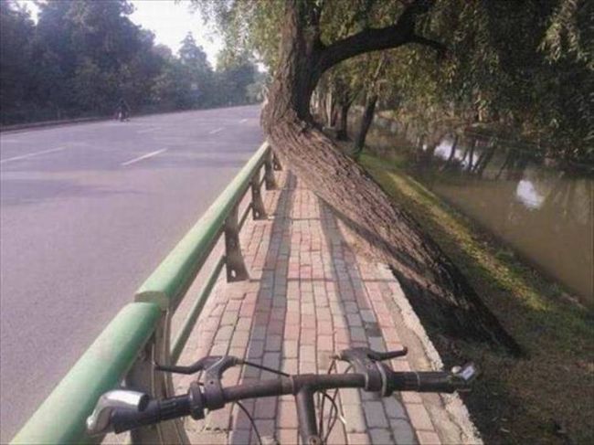 because trees have zero fucks to give about your desire to ride your bike