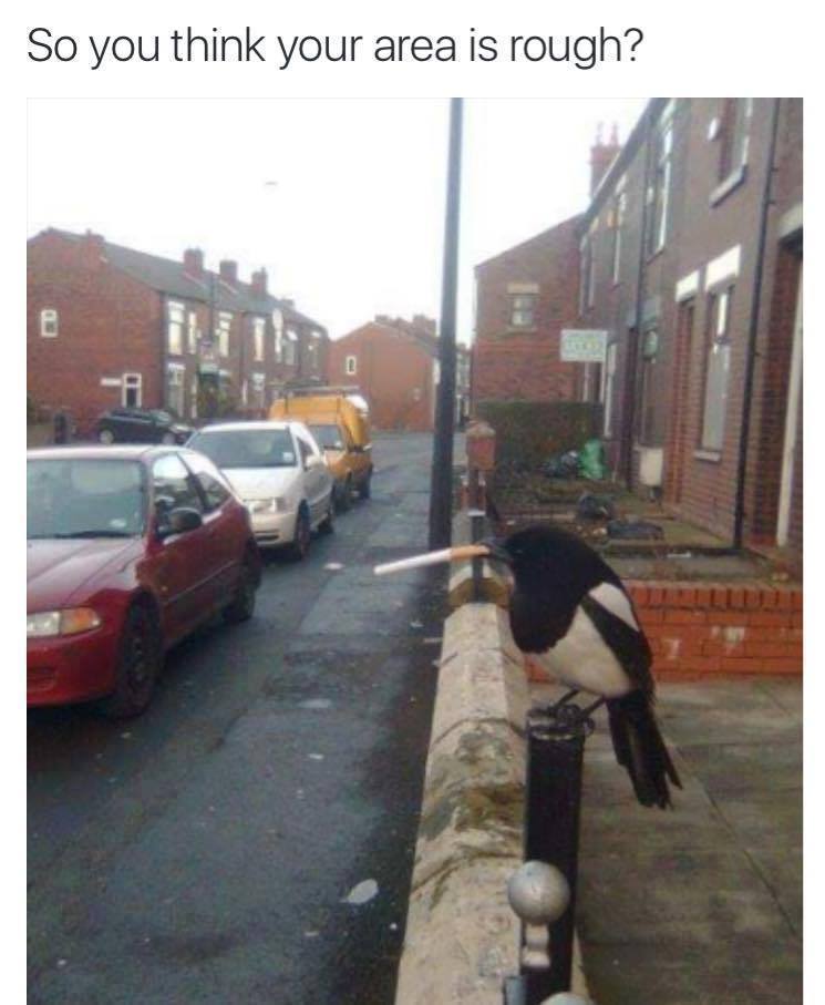 so you think your area is rough, pigeon smoking a cigarette