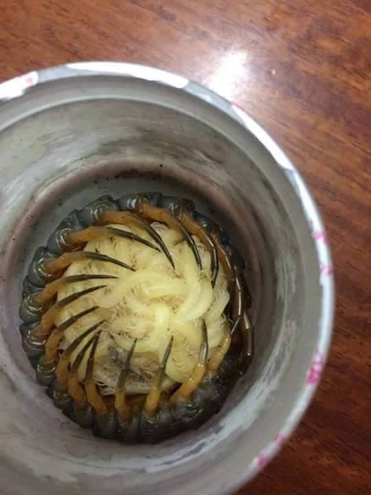 how a mother centipede protects her young