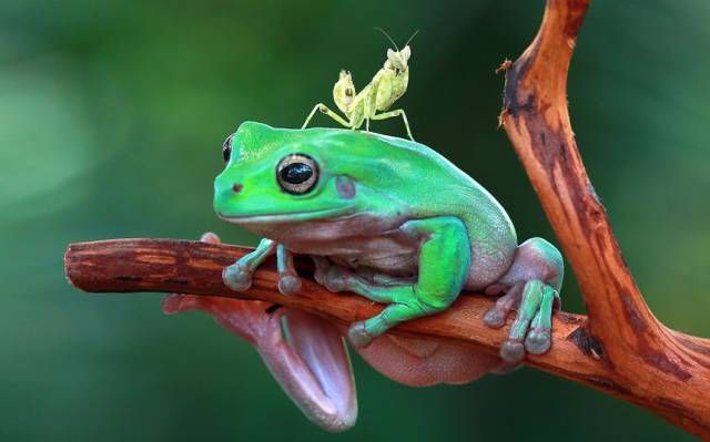 praying mantis on tree frog, nature