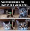 cat recognizes his owner in a video chat
