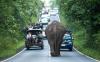 just an elephant strolling down the road, blocking traffic