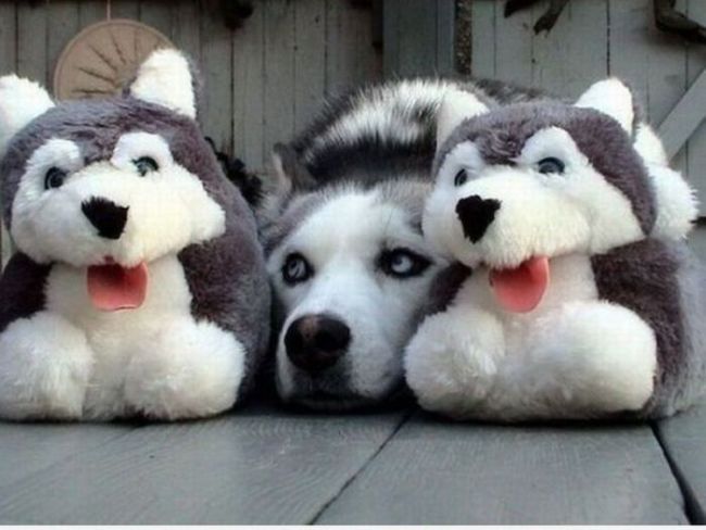 husky chilling with his stuffies