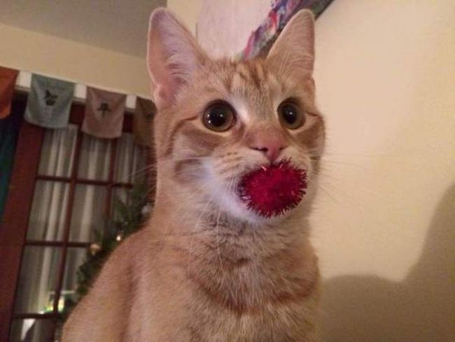 cat caught a red puffy decoration