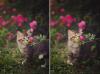 kitten smelling a pretty flower