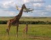 mother giraffe feeding her young a small plane