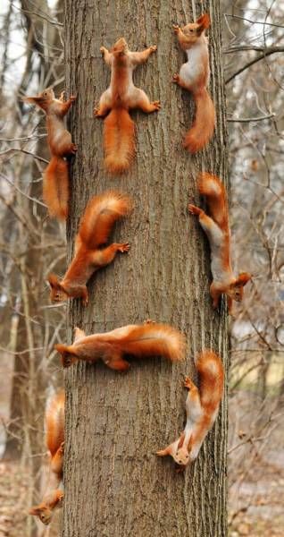 a tree full of squirrel