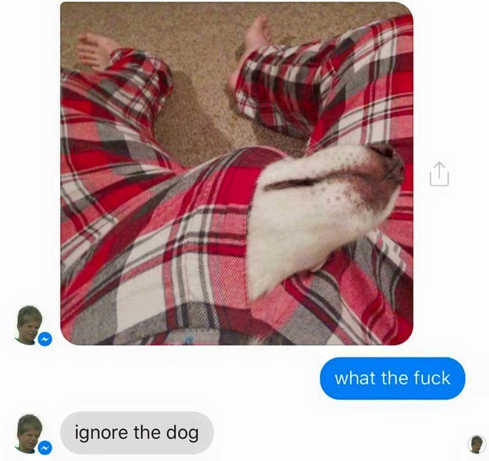 what the fuck, ignore the dog