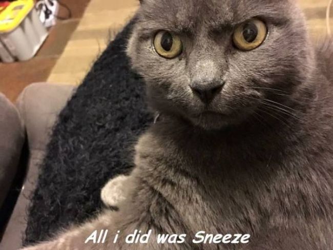 all i did was sneeze, angry cat