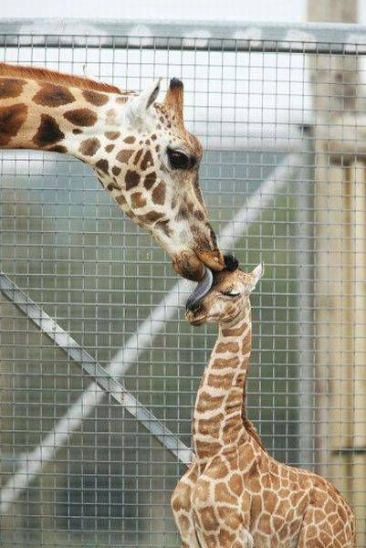 mother giraffe tasting her young