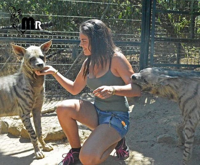 girl feeding hyenas